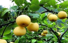 种植梨子的环境要求