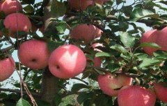 苹果该怎么种植