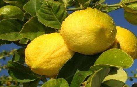 柠檬 注意事项 种植
