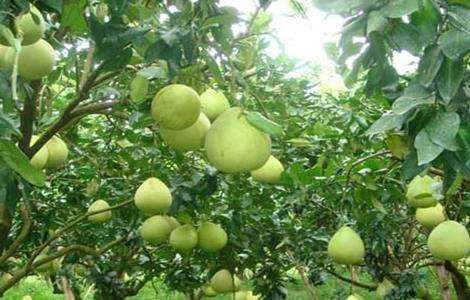 高产 柚子 栽培技术