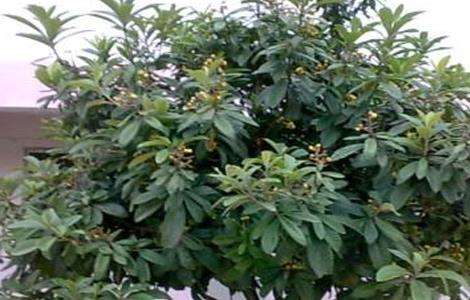 枇杷不结果的原因及解决方法