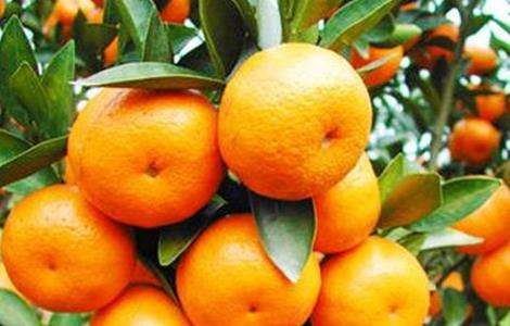 柑橘 种植 注意事项