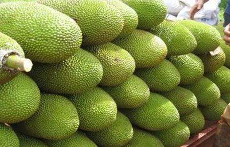 常见病害 菠萝蜜 防治方法