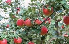 苹果树的高效施肥方法
