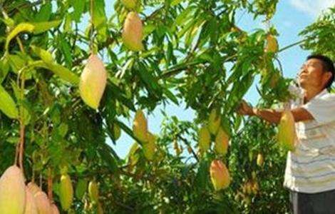 芒果高产种植技术