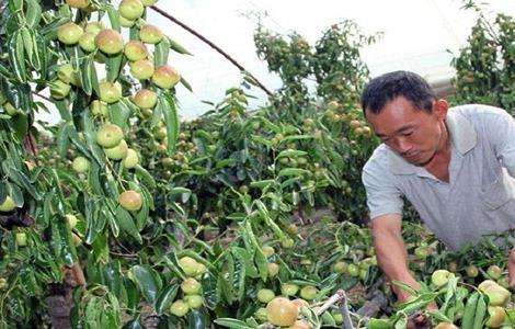 冬枣 防治 病虫害