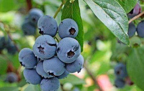 蓝莓 防治 常见病害