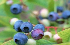 蓝莓的常见病害及防治