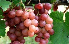 葡萄增产的方法