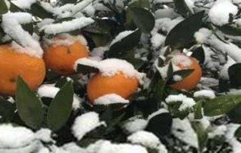 柑橘冬季防冻方法