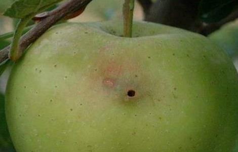 苹果常见病虫害防治方法