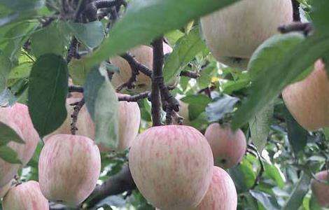 苹果高产种植技术