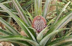 菠萝常见病虫害防治方法