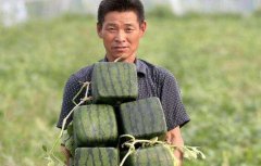 方形西瓜是怎么种的