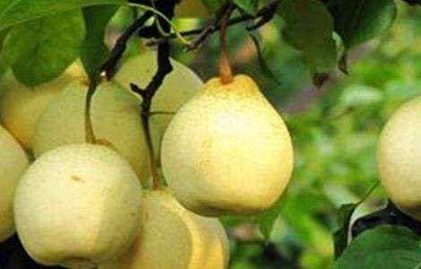 梨子 品种 常见