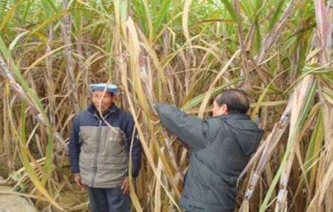 甘蔗越冬防冻措施