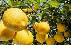 柠檬的种植方法