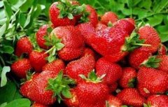 草莓最新无土种植技术