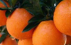 橙子的种植方法与时间