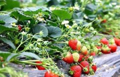 草莓的田间管理技术