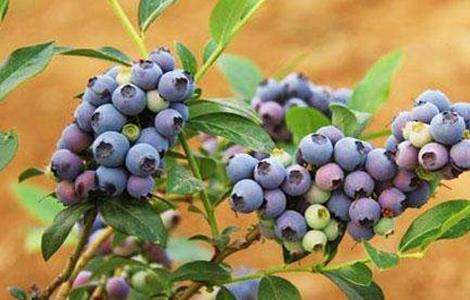 蓝莓每亩种植成本