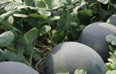 无籽西瓜种子价格及种植方法