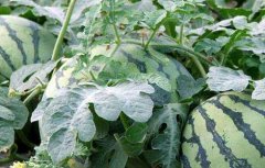 西瓜种子价格及种植方法