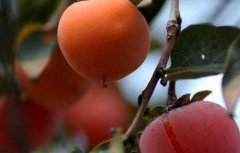 柿子什么时候成熟上市？