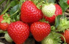 种草莓用什么肥料好？