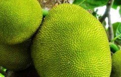 四季菠萝蜜种植技术