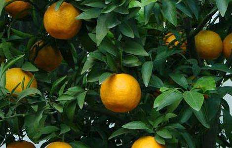 橘子几月份成熟上市