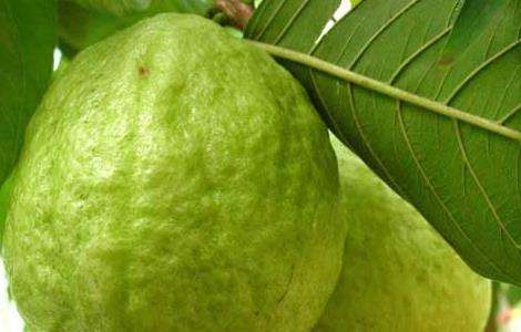 番石榴种子怎么种