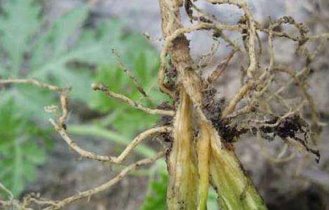 西瓜枯萎病