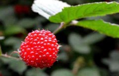 树莓高产种植技术