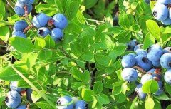 蓝莓苗种植时间