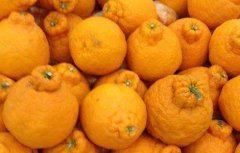 丑橘是转基因吗？