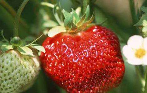 草莓种苗培育技术