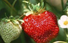 草莓什么时候种植？