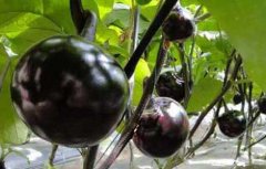 黑番茄是转基因的吗？