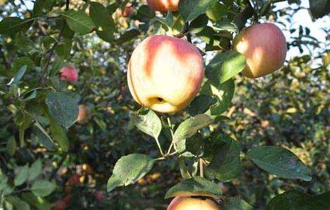 苹果的种植条件