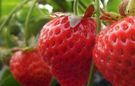 草莓的产地分布
