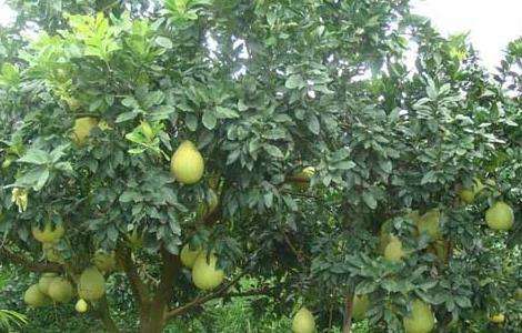 柚子种植环境和条件