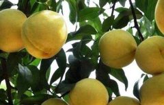 黄桃产地分布有哪些地方？