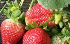 大棚草莓怎样种植？
