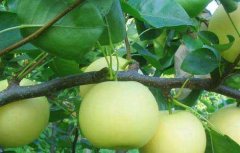梨树的病虫害防治措施