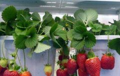阳台草莓如何种植？