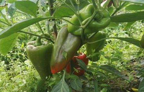 甜椒种植 如何冲肥