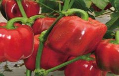 甜椒种植如何冲肥