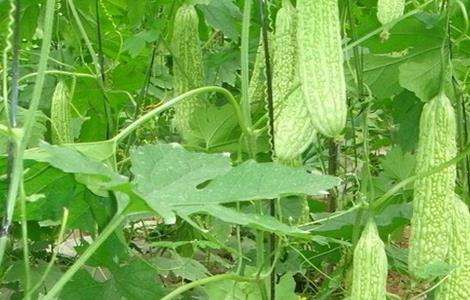 苦瓜反季节种植技术