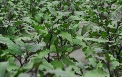 茄子苗期管理技术
